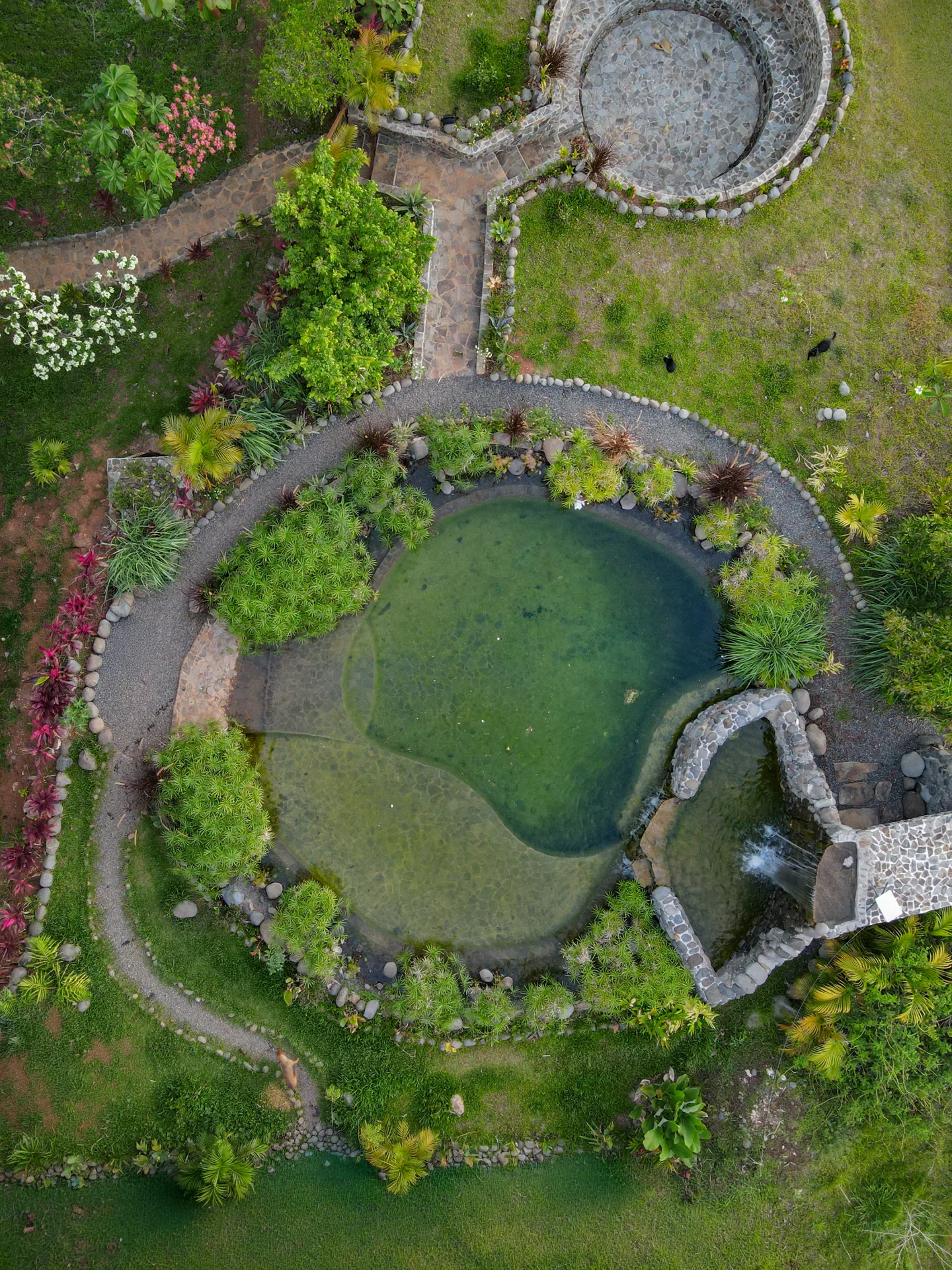 Jungle path — light through the canopy
