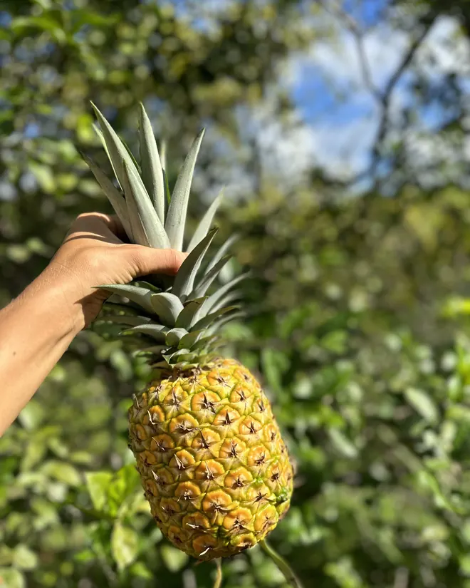 A pineapple held up in the garden