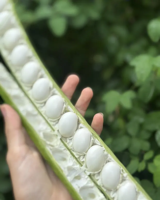 Fresh beans in the pod
