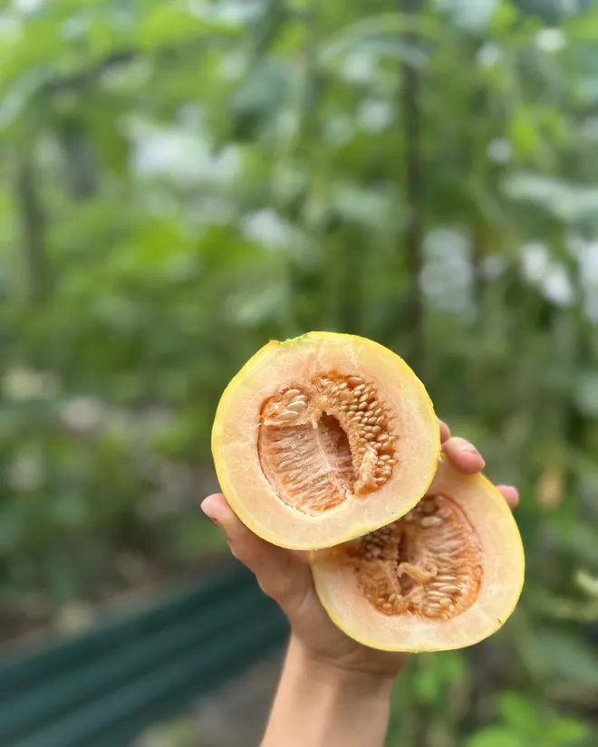 A papaya cut open in the garden