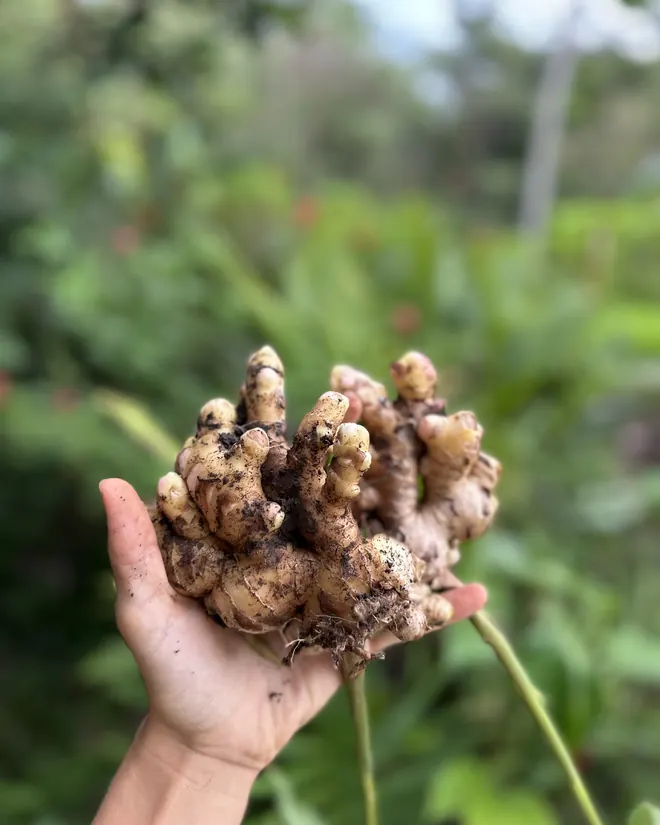 Fresh ginger root, just dug up