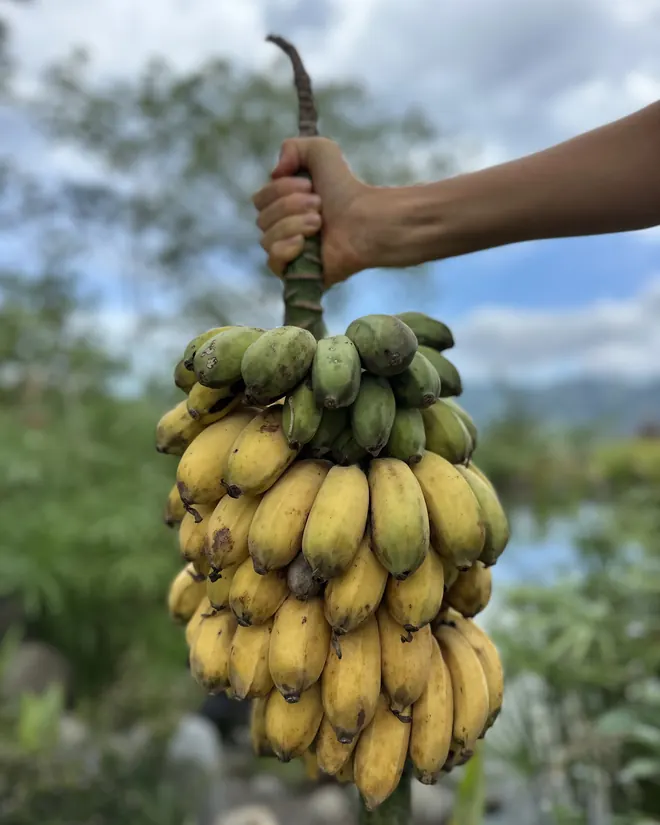 A bunch of bananas from the land