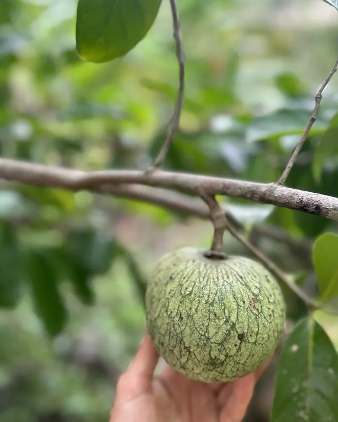 A fruit on the branch