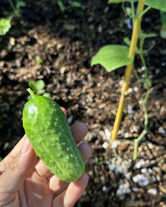 A cucumber from the garden