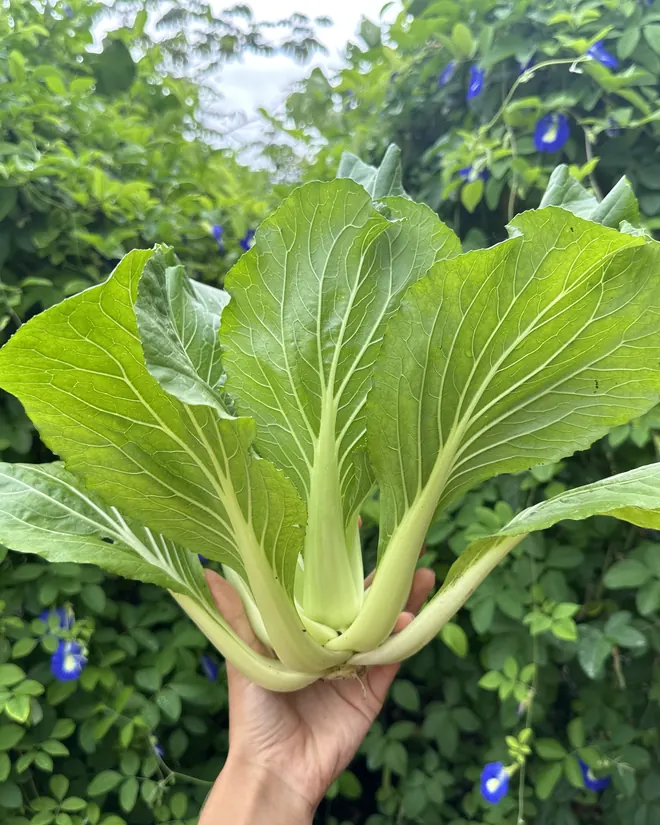 Pak choi picked in the garden