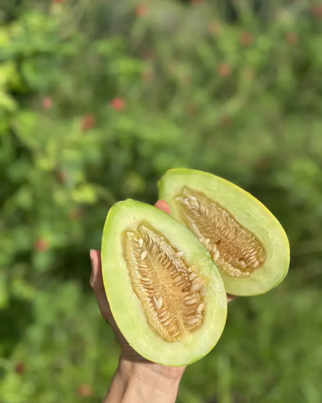 A melon cut open