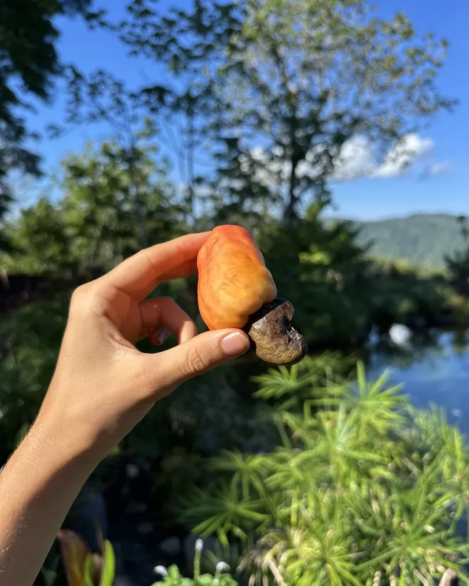 A cashew fruit picked on the land