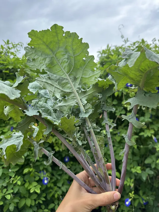 Kale picked in the garden