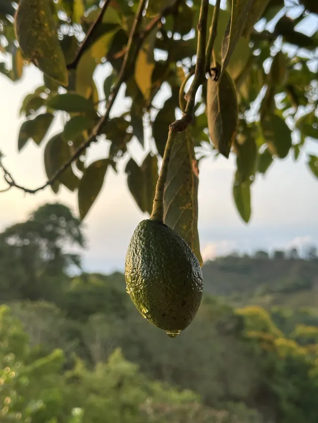 An avocado on the tree, above the valley