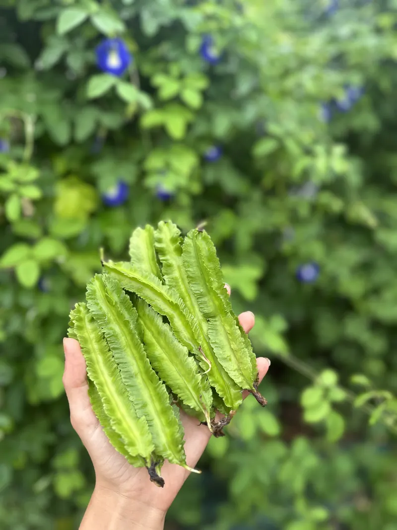 A handful of winged beans picked in the garden