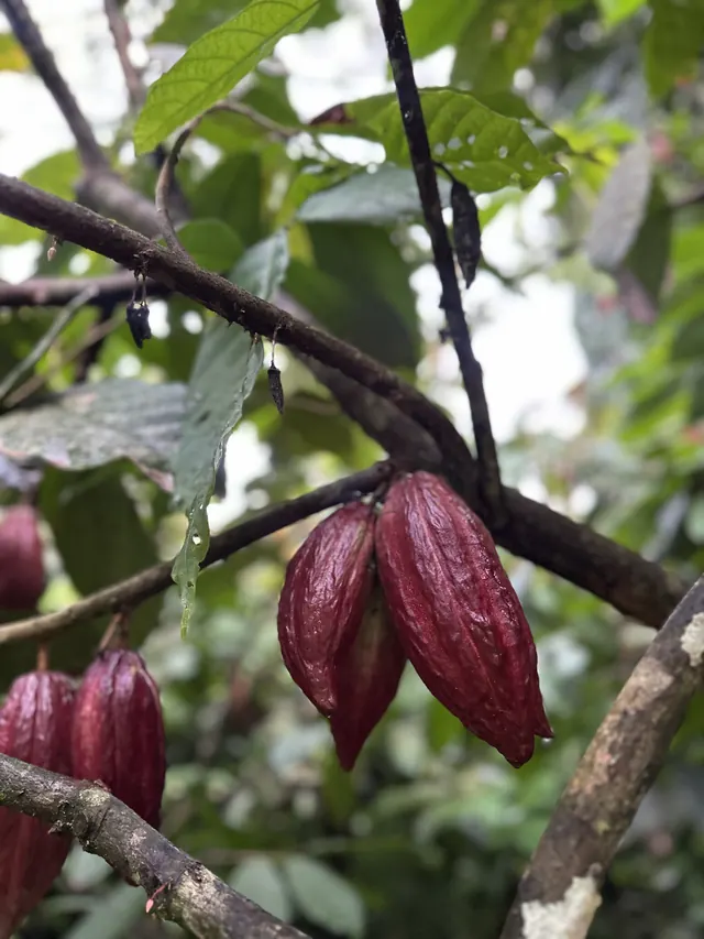Cacao pods on the tree