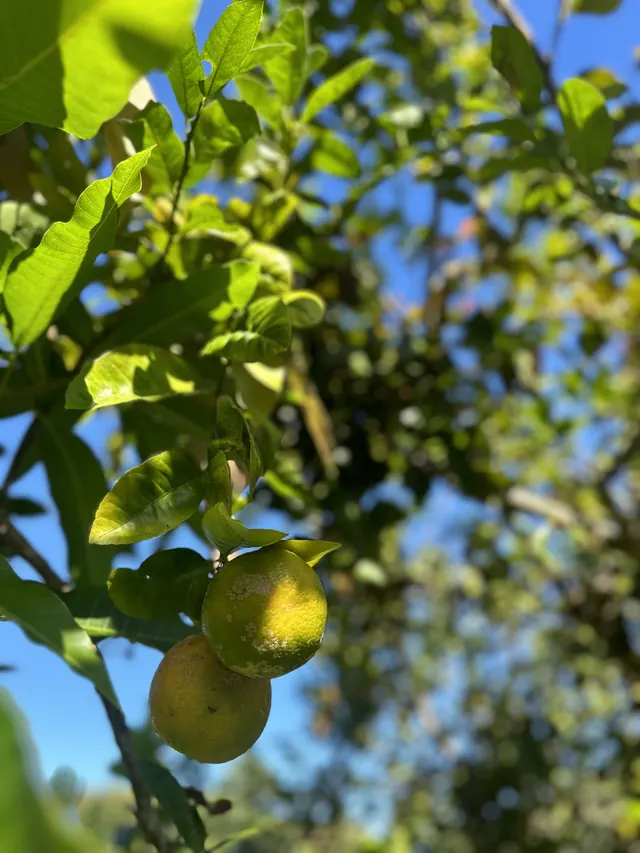Citrus ripening on a tree against the sky