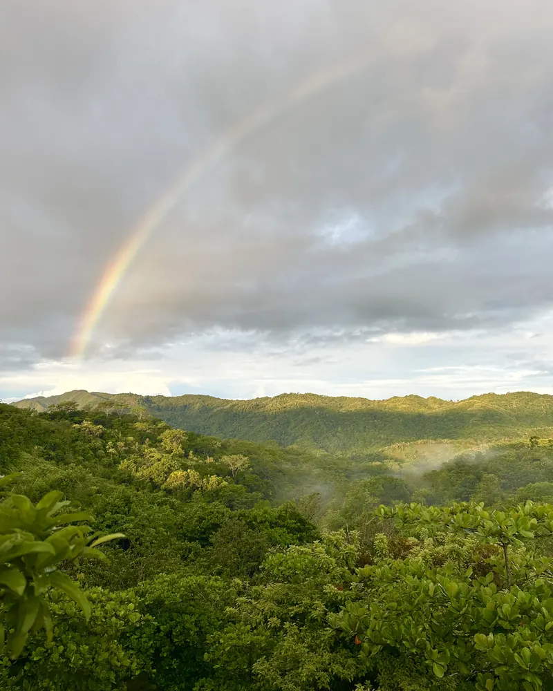 A rainbow over the rainforest canopy
