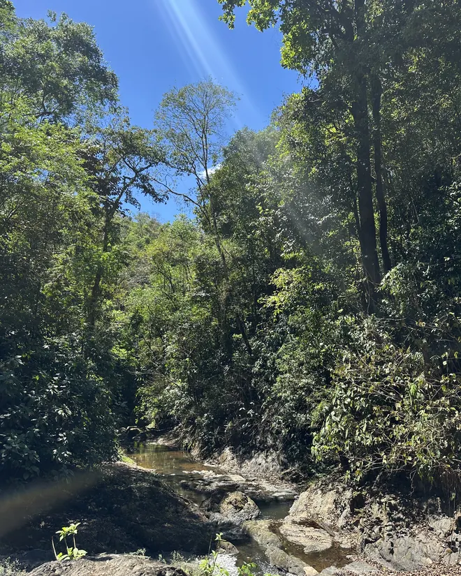 Sun through the trees above the river
