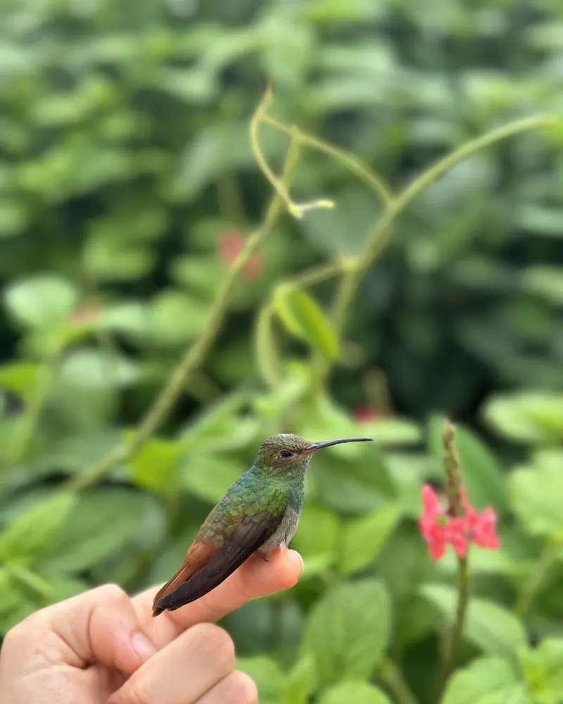 A hummingbird resting on a hand in the garden