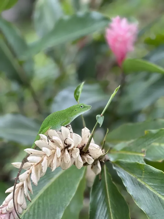 A small green lizard on a flowering ginger