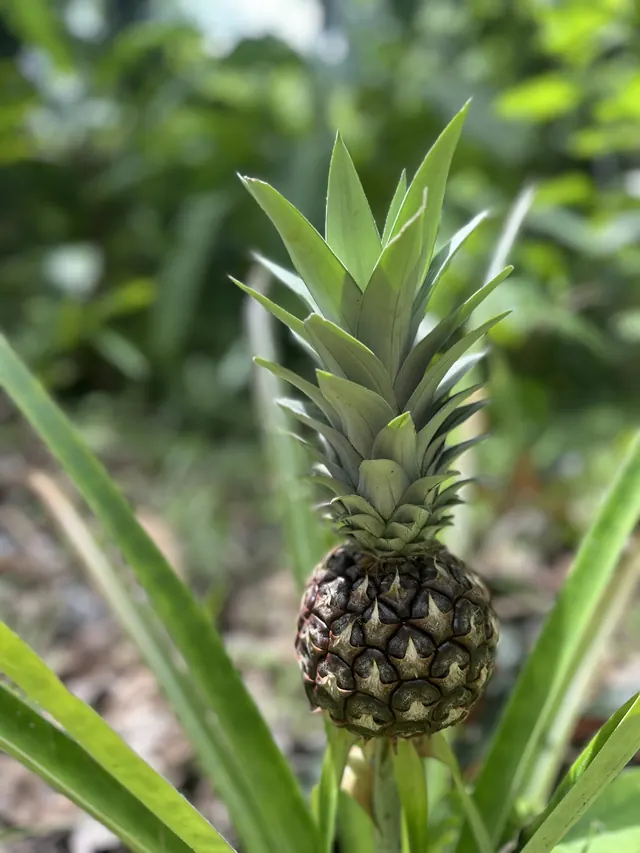 A pineapple growing on the land