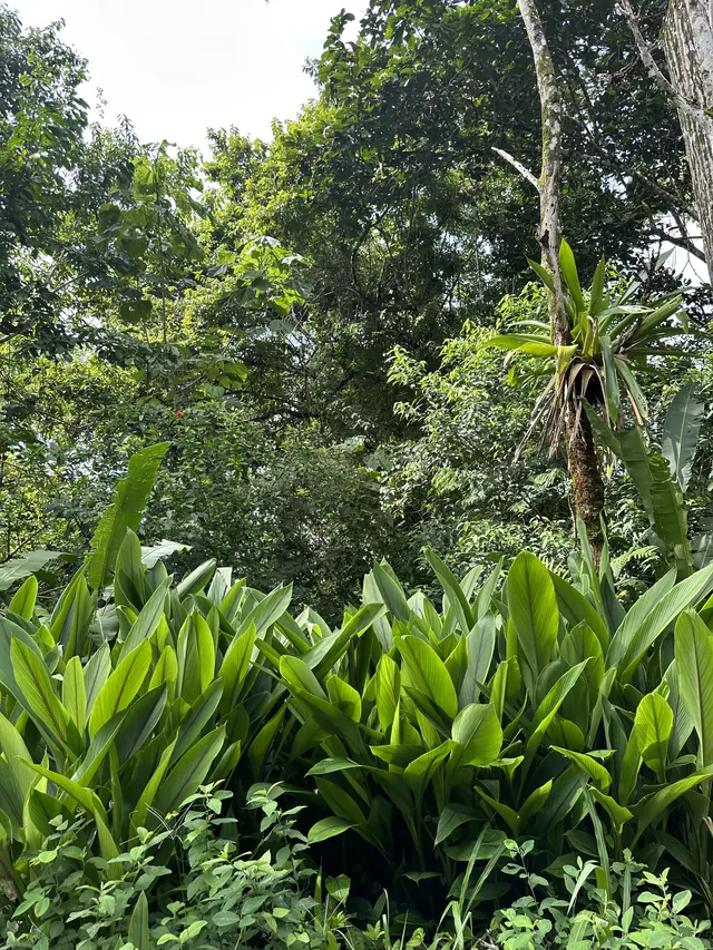 Bromeliads and broad leaves in the rainforest