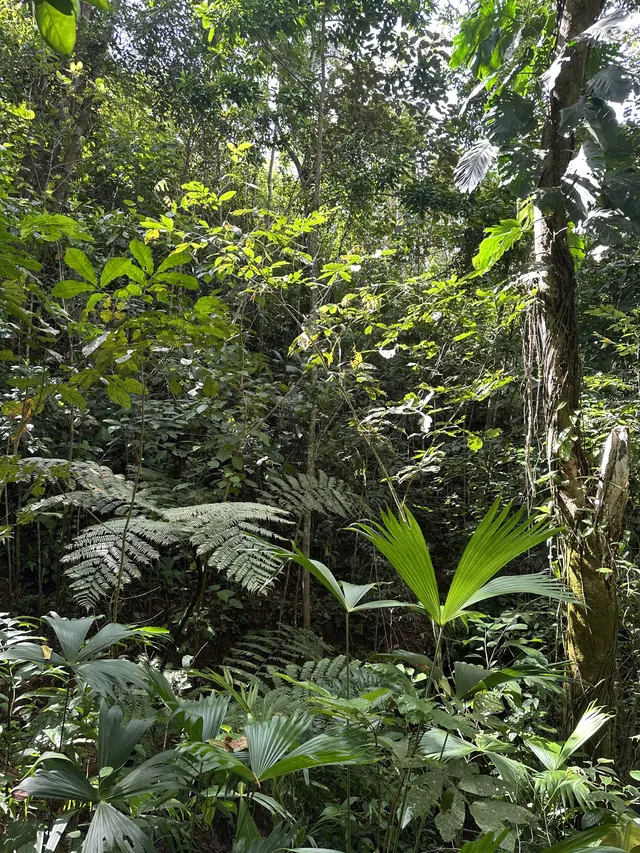 Ferns and palms on the rainforest floor