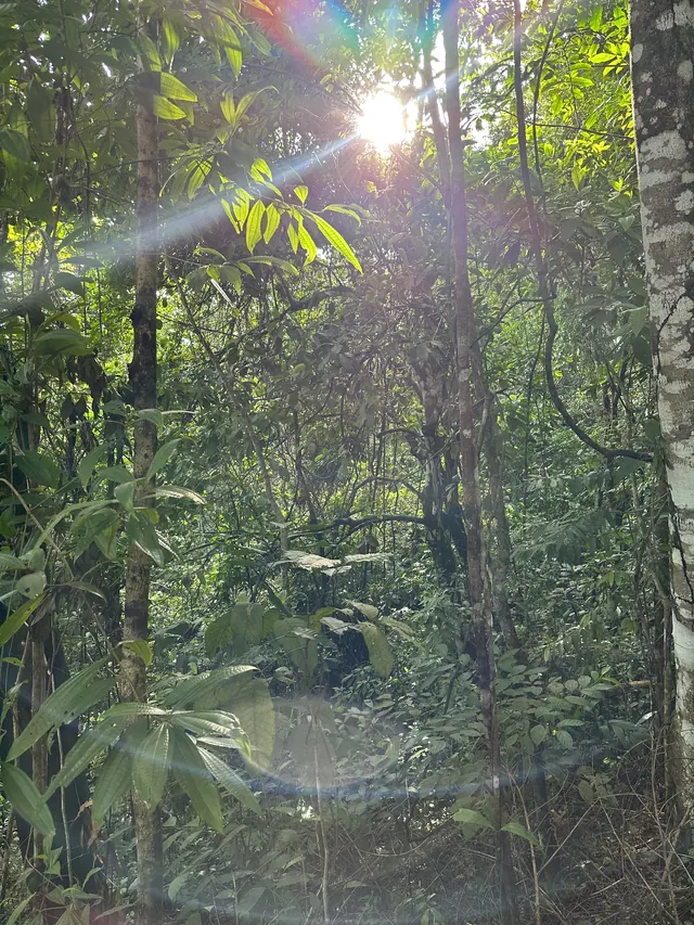 Sunlight through the rainforest