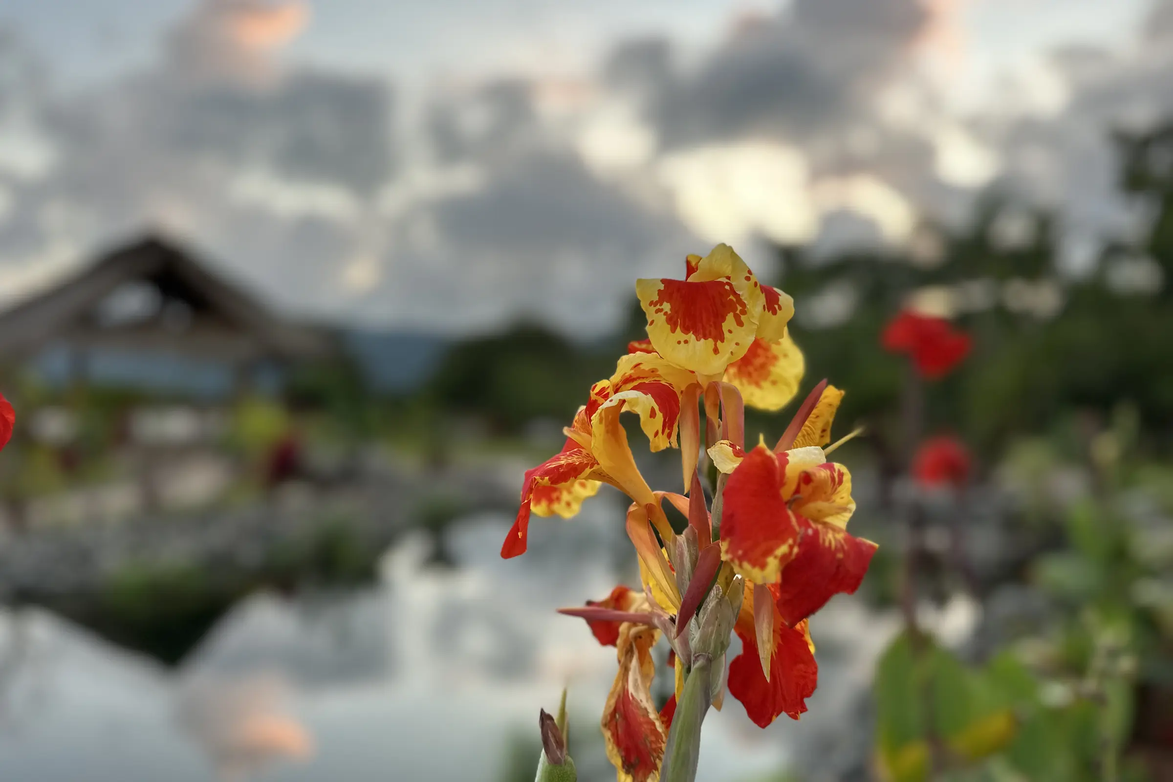 A canna flower beside the natural pool at dusk