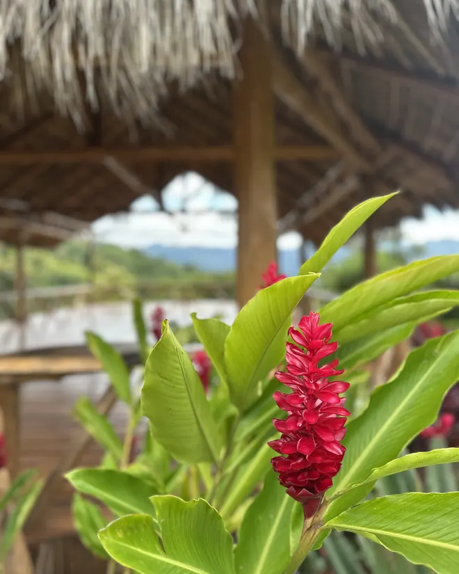 Red ginger flowers beside the shala