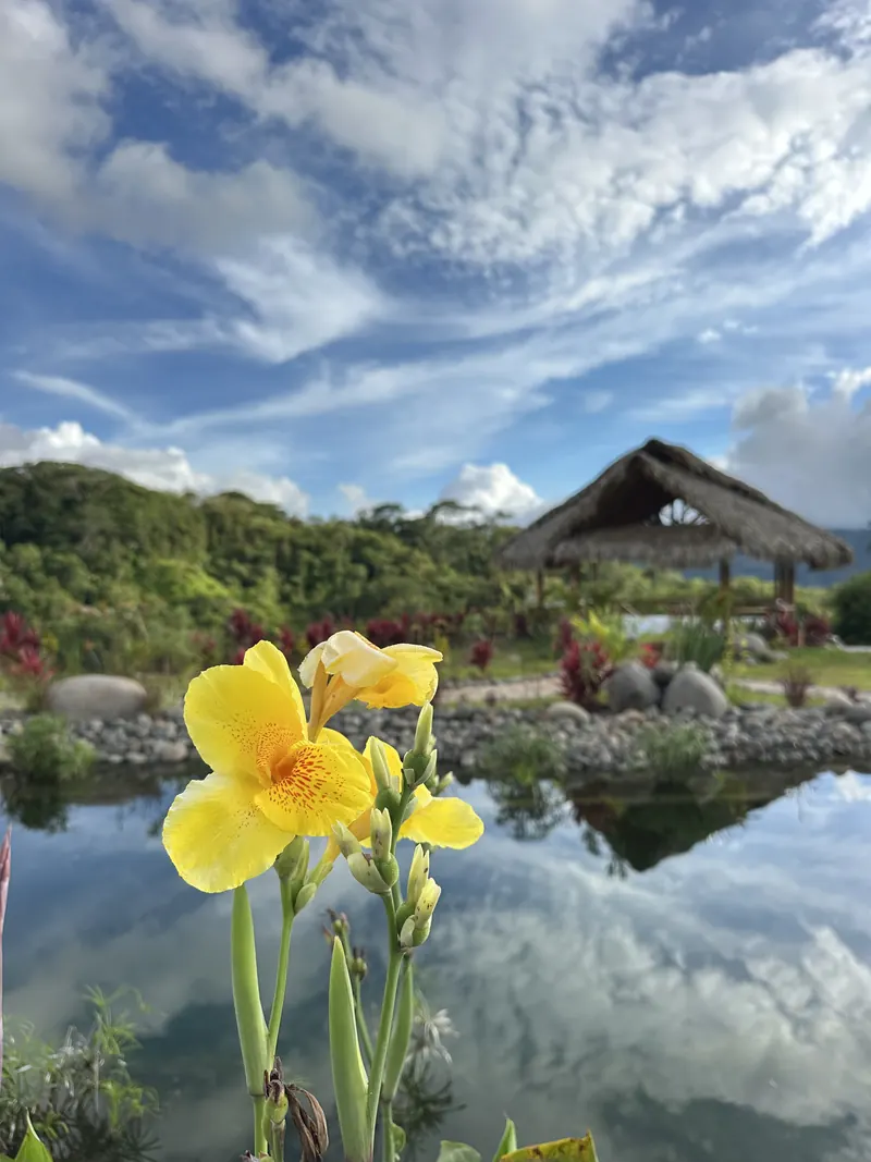The natural pool beside the yoga shala, with yellow flowers